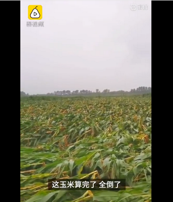 臺風“美莎克”致吉林玉米大面積倒伏，像棉被一樣鋪在地上，減產已成定局